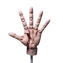 Шарнирная модель левой кисти руки