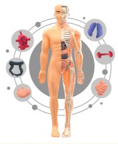 Обучающая игрушка Анатомическая модель тела человека 29 см