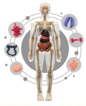 Обучающая игрушка Анатомическая модель Скелет человека 29 см